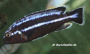 Melanochromis loriae